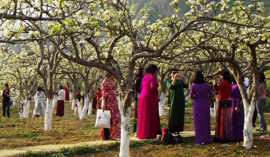 Du khách nữ đổ về ngắm hoa lê trắng Bắc Hà dịp 8-3.