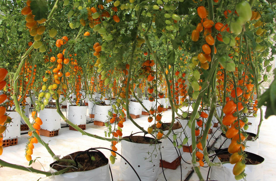 Cà chua Nova được trồng trên giá thể xơ dừa ứng dụng nông nghiệp công nghệ cao.