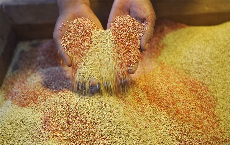  Hạt diêm mạch hỗ trợ kháng viêm hiệu quả. Ảnh: AFP