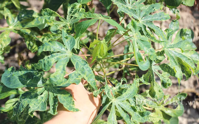 Bệnh khảm lá mì chưa có thuốc đặc trị