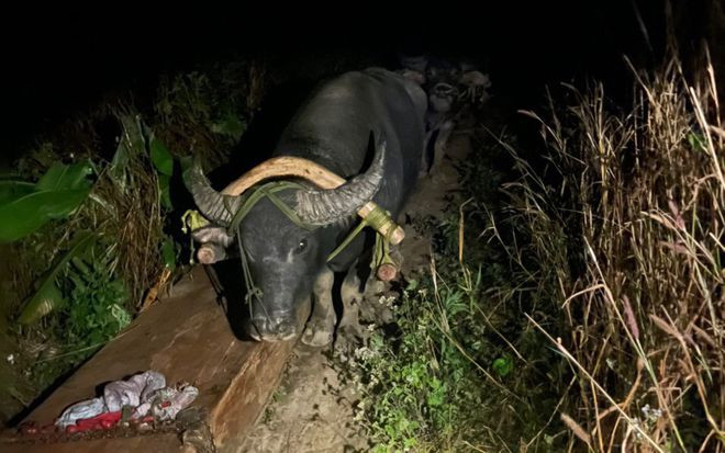  Lâm tặc dùng trâu kéo gỗ pơ mu ở H.Krông Bông bị công an bắt giữ vào mùng 1 Tết Tân Sửu -ẢNH: CÔNG AN CUNG CẤP