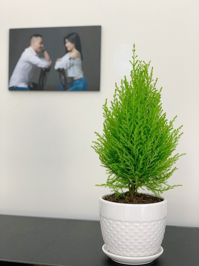 Hoàng Linh tiết lộ cô yêu thích các cây cảnh cỡ nhỏ vì có thể trang trí tiện lợi ở một số góc của căn hộ.