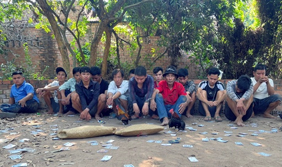 Các con bạc tại trường gà 