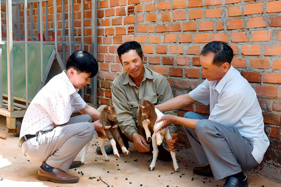 Anh Hoàng Bá Tuấn(bên phải)-Chủ tịch UBND thị trấn Kon Dõng, cho biết: “Nuôi dê nhốt chuồng tương đối dễ, vốn đầu tư thấp, nguồn thức ăn sẵn có ở địa phương lại dồi dào. Mỗi năm, dê đẻ 2 lứa, mỗi lứa 2-3 con. Vì vậy, có rất nhiều hộ đầu tư chăn nuôi dê. Hiện nay, ở thị trấn có khoảng 30 hộ chăn nuôi dê, ước tính tổng đàn trên 800 con. Mô hình nuôi dê phù hợp với những hộ chăn nuôi nhỏ lẻ, ít vốn đầu tư và tận dụng công nhàn rỗi”.