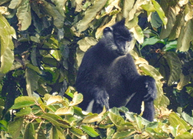 Hình ảnh voọc mông trắng ghi nhận tại khu rừng ở Hà Nam. Ảnh: N.Đ