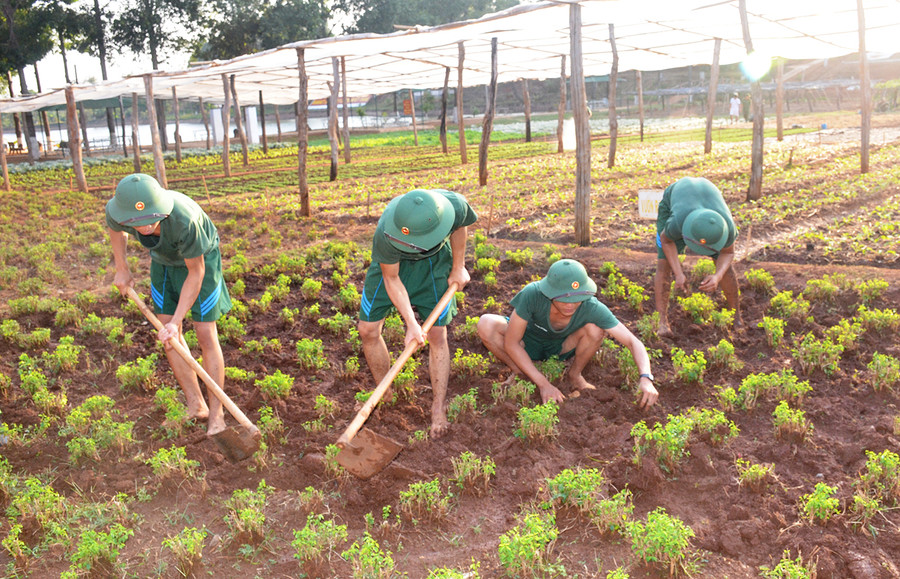 Thao trường xanh ở Tiểu đoàn 50 ảnh 2 Cán bộ, chiến sĩ Tiểu đoàn Bộ binh 50 tăng gia sản xuất. Ảnh: Vĩnh Hoàng