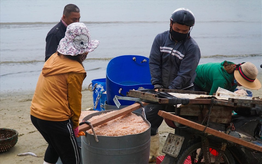 Chỉ cần chăm chỉ, một đêm ngư dân có thể kiếm được hàng chục triệu đồng từ việc đánh bắt ruốc biển. Ảnh: HL Chỉ cần chăm chỉ, một đêm ngư dân có thể kiếm được hàng chục triệu đồng từ việc đánh bắt ruốc biển. Ảnh: HL