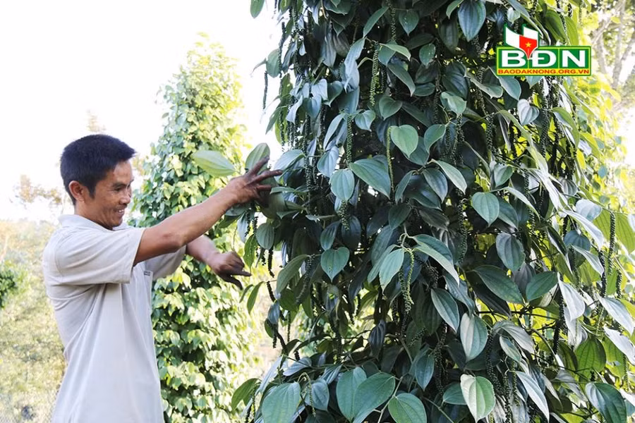 Với giá cả hiện nay, người trồng hồ tiêu đã có lợi nhuận khá