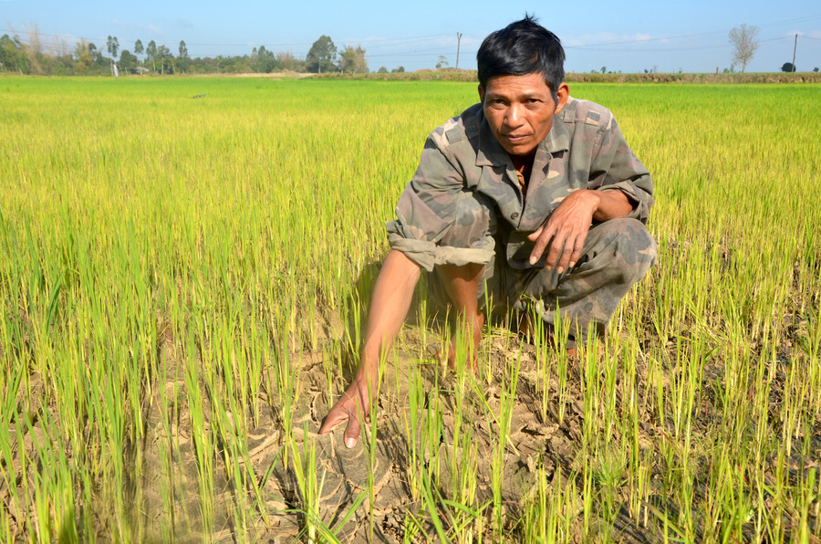 Ông Rô Suinh (buôn Blanh, xã Ia Tul, huyện Ia Pa) lo lắng vì 5 sào lúa Đông Xuân của gia đình bị khô hạn. Ảnh: Đức Phương