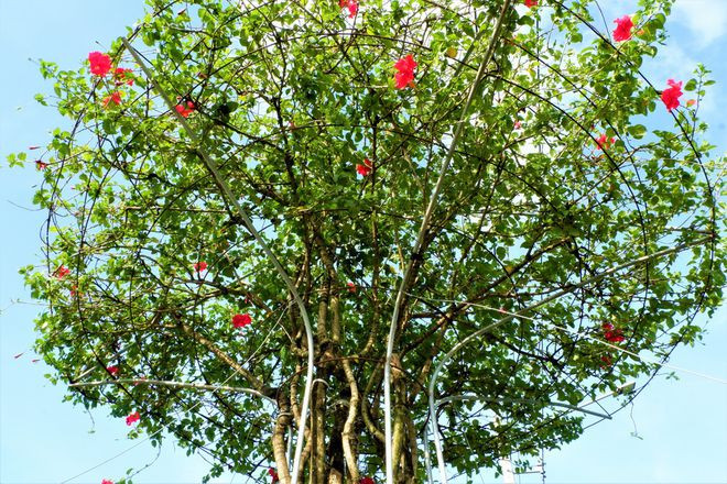 Chậu hoa dâm bụt 60 năm tuổi - Ảnh: Thanh Nhã