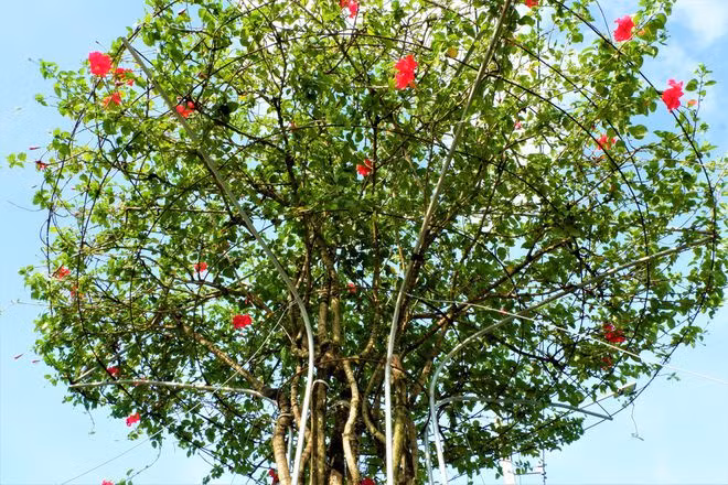 Chậu hoa dâm bụt 60 năm tuổi - Ảnh: Thanh Nhã