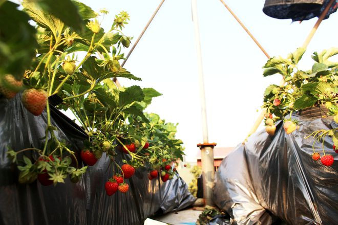 Những quả dâu tây chín mọng từ sân thượng