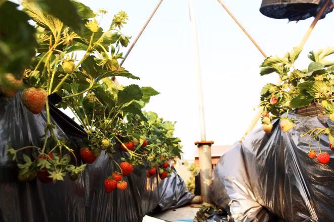 Những quả dâu tây chín mọng từ sân thượng