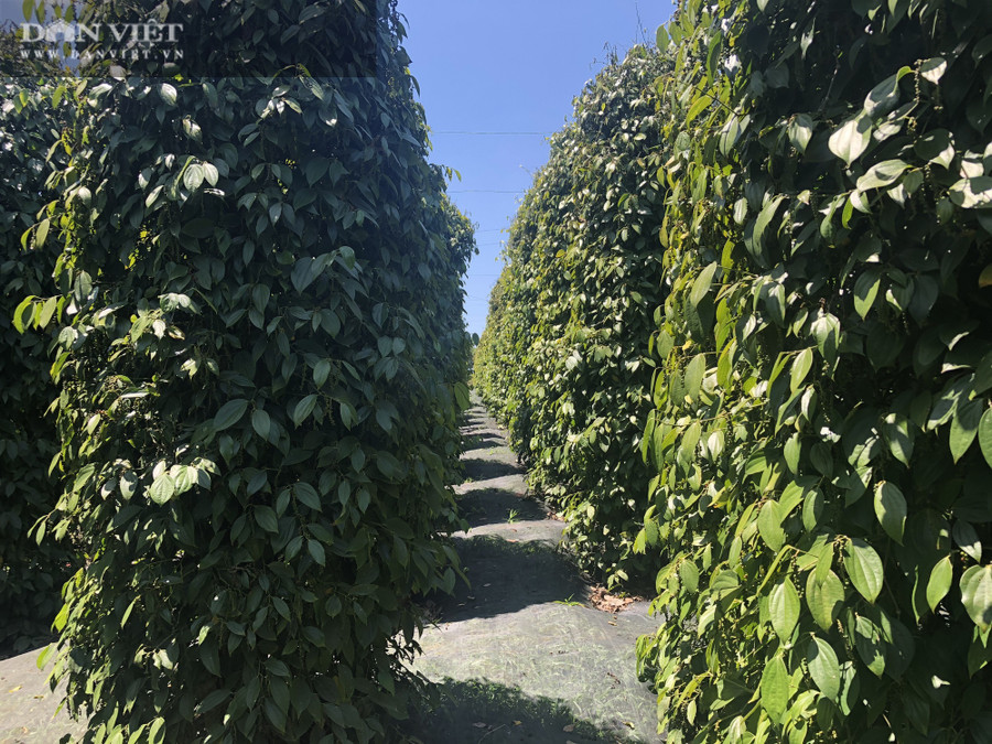 Đi theo hướng phát triển vườn tiêu hữu cơ nên tình trạng dịch bệnh trên cây hồ tiêu tại vườn này giảm đáng kể, người trồng tiêu ở xã Nam Yang cũng phấn khởi hơn vì năng suất cao