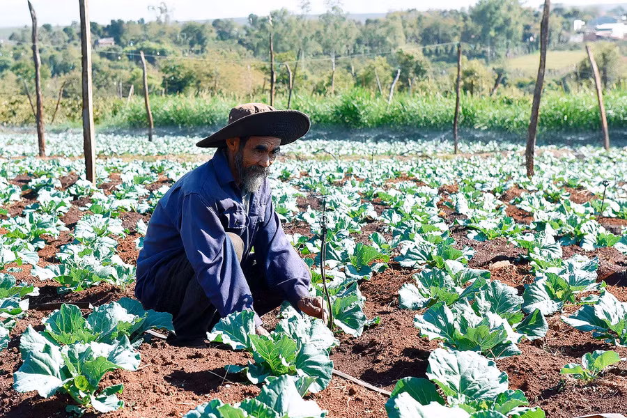 Ông Đoàn Văn Kỳ, xã Tân Bình, huyện Đak Đoa là một trong những hộ gia đình tham gia sản xuất rau an toàn. Ông đã đầu tư hệ thống tưới nước tự động, máy bơm nước, máy móc phục vụ cho sản xuất rau an toàn theo chuẩn VietGAP.