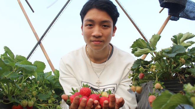 Been Tơn và những trái dâu tây trồng từ sân thượng. Ảnh: H.ANH