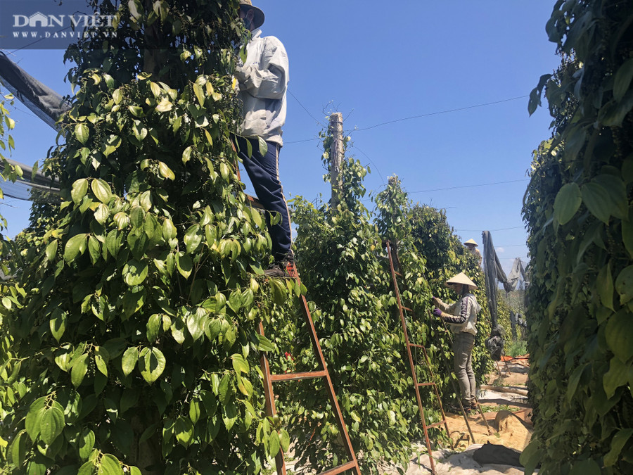 Với giá hồ tiêu dao động từ 55.000-60.000 đồng/kg, người dân đã có thu nhập cao hơn đối với cây cà phê. Nếu vườn hồ tiêu không bị sâu bệnh và đạt năng suất khoảng 4 tấn/ha thì người dân đã có lãi.