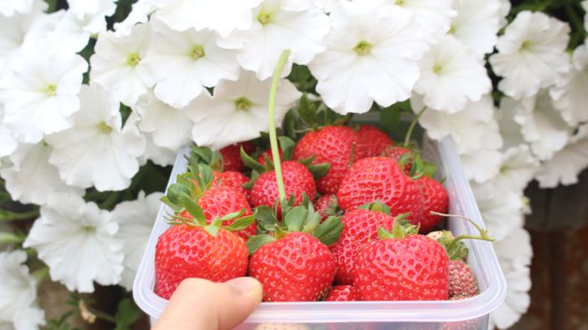 Thu hoạch dâu tây