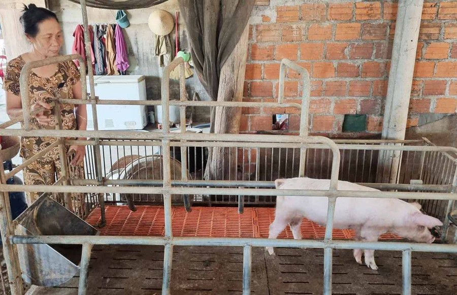 Hiện 2 con heo được cấp cho bà Nguyễn Thị Lường (thôn Thanh Trang, xã Ia Peng, huyện Phú Thiện) chỉ còn lại 1 con. Ảnh: Khánh Phong