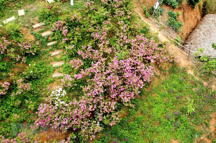 Hoa Đỗ quyên nở rộ ở khu đồi Vương quốc hoa đỗ quyên thuộc thôn Đồng Bùa, xã Tam Quan, huyện Tam Đảo. (Ảnh: Hoàng Hùng/TTXVN)