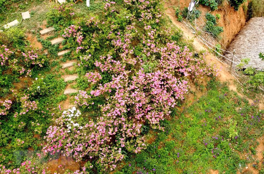 Hoa Đỗ quyên nở rộ ở khu đồi Vương quốc hoa đỗ quyên thuộc thôn Đồng Bùa, xã Tam Quan, huyện Tam Đảo. (Ảnh: Hoàng Hùng/TTXVN)