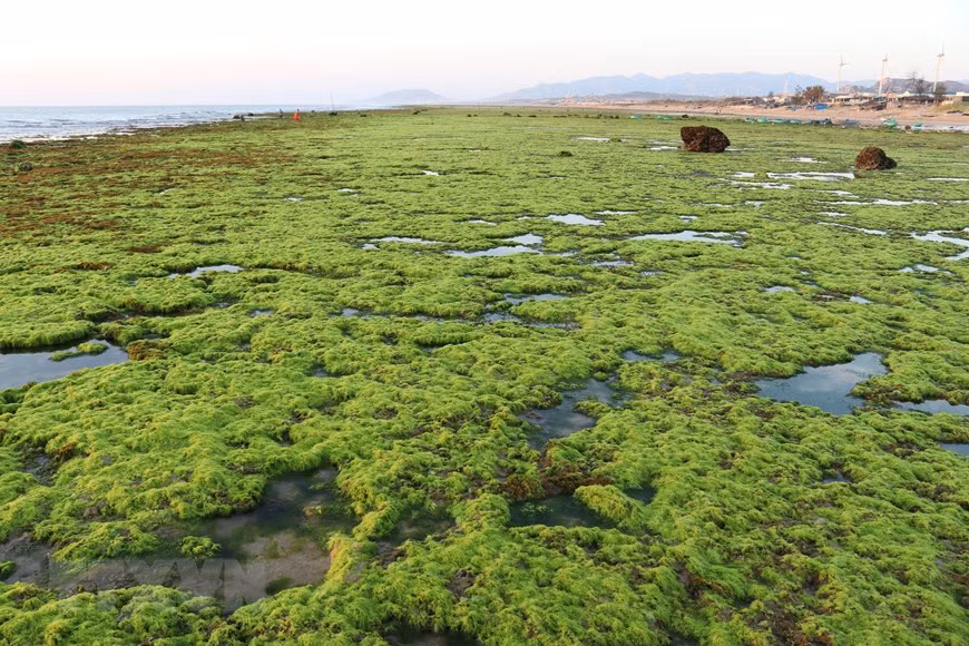 Cánh đồng rong biển tựa như một tấm thảm xanh khổng lồ. (Ảnh: Nguyễn Thành/TTXVN)