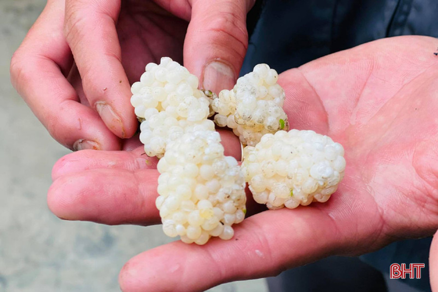 Sau khi ốc đẻ trứng cần phải thu gom lại nhằm tránh ánh nắng mặt trời, các thiên địch