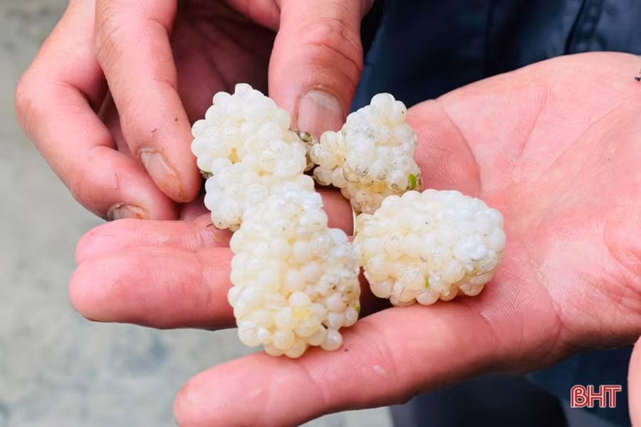 Sau khi ốc đẻ trứng cần phải thu gom lại nhằm tránh ánh nắng mặt trời, các thiên địch