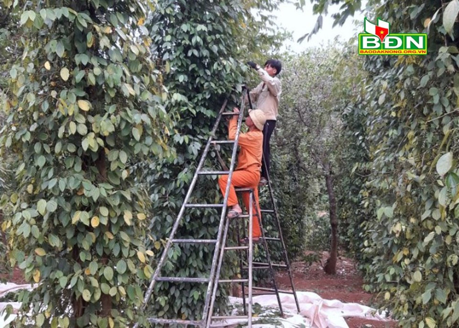 Nông dân phấn khởi khi bước vào vụ thu hoạch hồ tiêu vì giá cả tăng cao