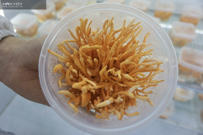 Anh Hùng bắt đầu trồng nấm đông trùng hạ thảo từ cuối năm 2020.