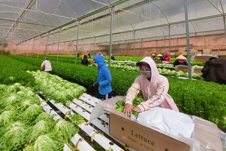 Công ty TNHH Trang trại Trường Phúc đầu tư máy móc để chế biến sản phẩm xuất khẩu