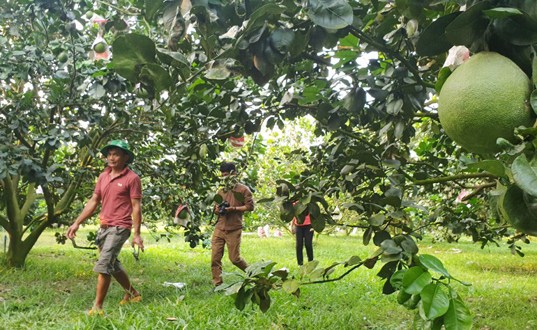 Vườn bưởi sản xuất theo hương hữu cơ, cỏ luôn phủ xanh khắp vườn 