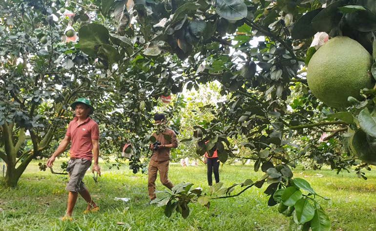 Vườn bưởi sản xuất theo hương hữu cơ, cỏ luôn phủ xanh khắp vườn 