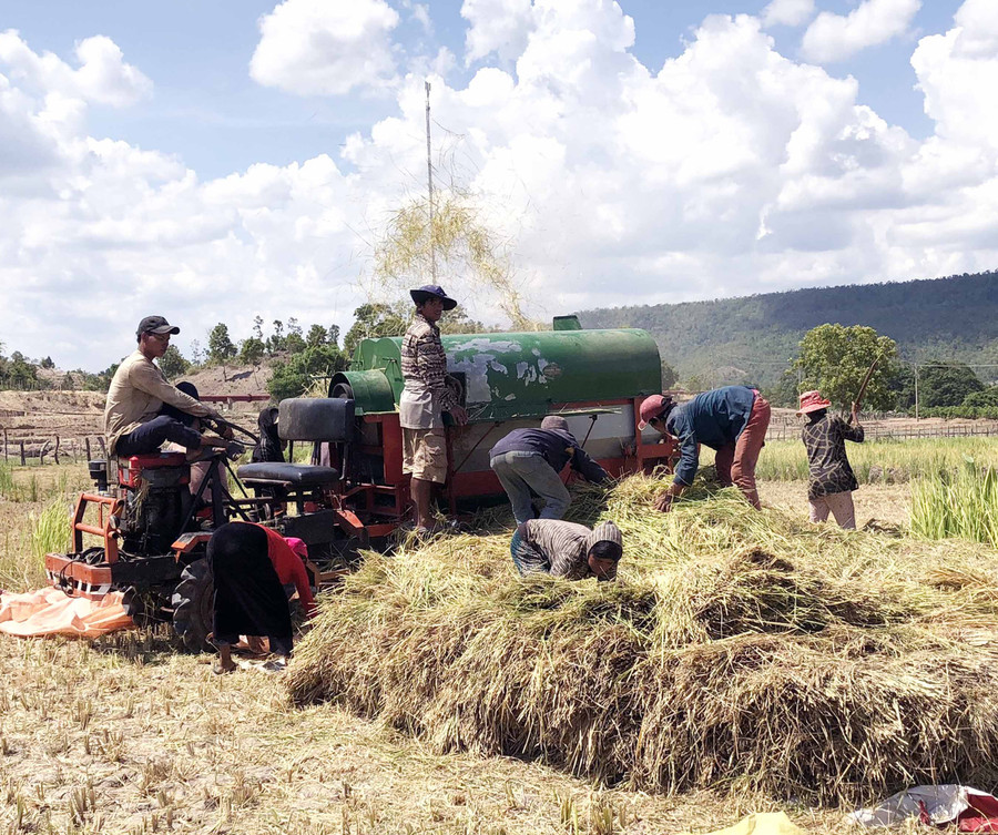 Nông dân xã Ayun (huyện Chư Sê) thu hoạch lúa Đông Xuân. Ảnh: Quang Tấn Nông dân xã Ayun (huyện Chư Sê) thu hoạch lúa Đông Xuân. Ảnh: Quang Tấn