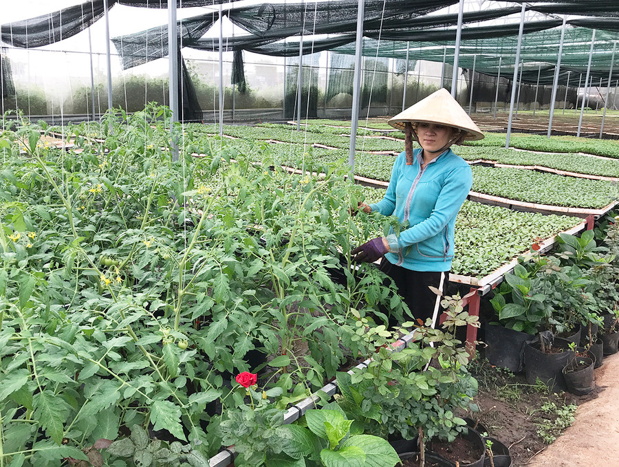 HTX An Phú Thịnh sản xuất rau, quả an toàn theo hướng VietGAP. Ảnh: Vũ Thảo