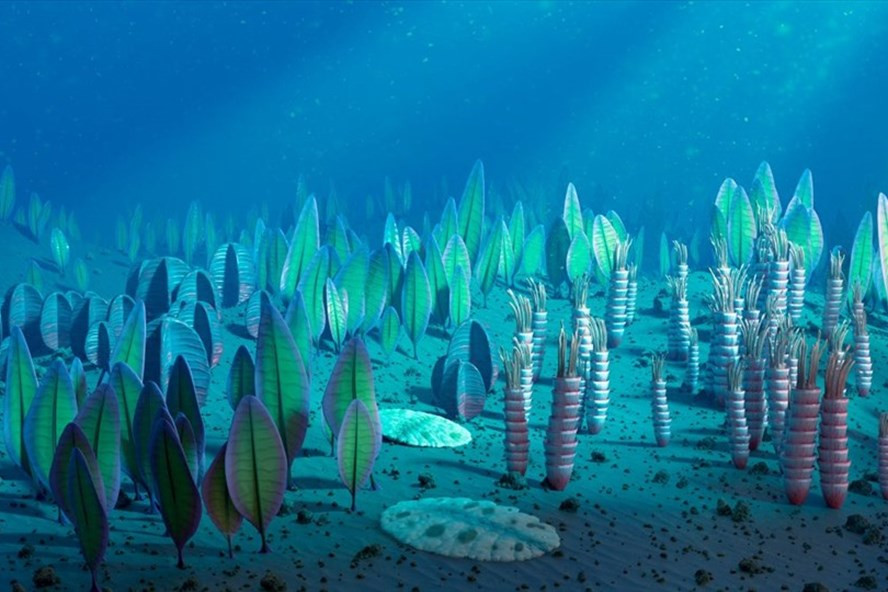 Các sinh vật kỷ Ediacaran có thể có gene giống động vật hiện đại. Ảnh: Science Photo Library