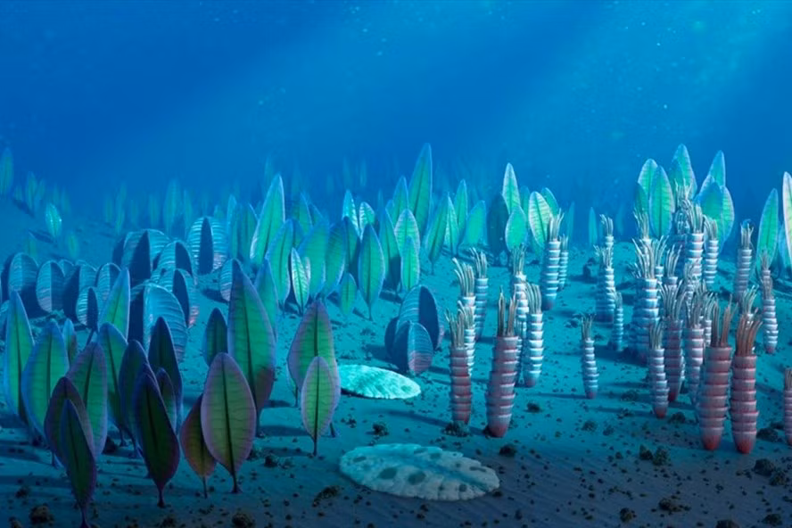 Các sinh vật kỷ Ediacaran có thể có gene giống động vật hiện đại. Ảnh: Science Photo Library