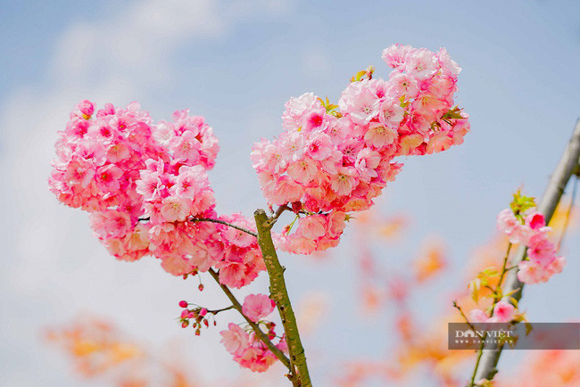 Riêng với hoa anh đào, từ chỉ có vài cây, khu du lịch Sun World Fansipan Legend đã gieo trồng thêm để có tới 100 cây anh đào Himalaya khoe sắc diệu kỳ tại khu vực chợ quê, vườn hoa bốn mùa và dọc tuyến tàu hoả Mường Hoa. Riêng với hoa anh đào, từ chỉ có vài cây, khu du lịch Sun World Fansipan Legend đã gieo trồng thêm để có tới 100 cây anh đào Himalaya khoe sắc diệu kỳ tại khu vực chợ quê, vườn hoa bốn mùa và dọc tuyến tàu hoả Mường Hoa.