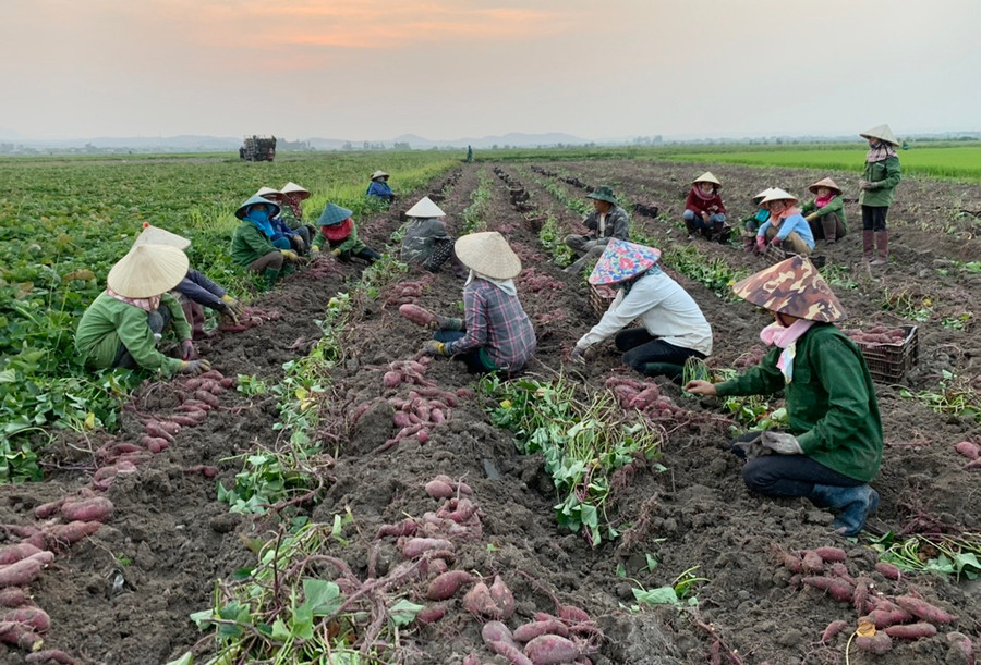  Nông dân xã Ia Sol (huyện Phú Thiện) thu hoạch khoai lang. Ảnh: Vũ Chi .