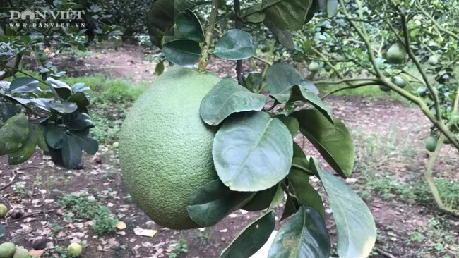  Ông Hùng Dũng cũng chia sẻ rằng mô hình 