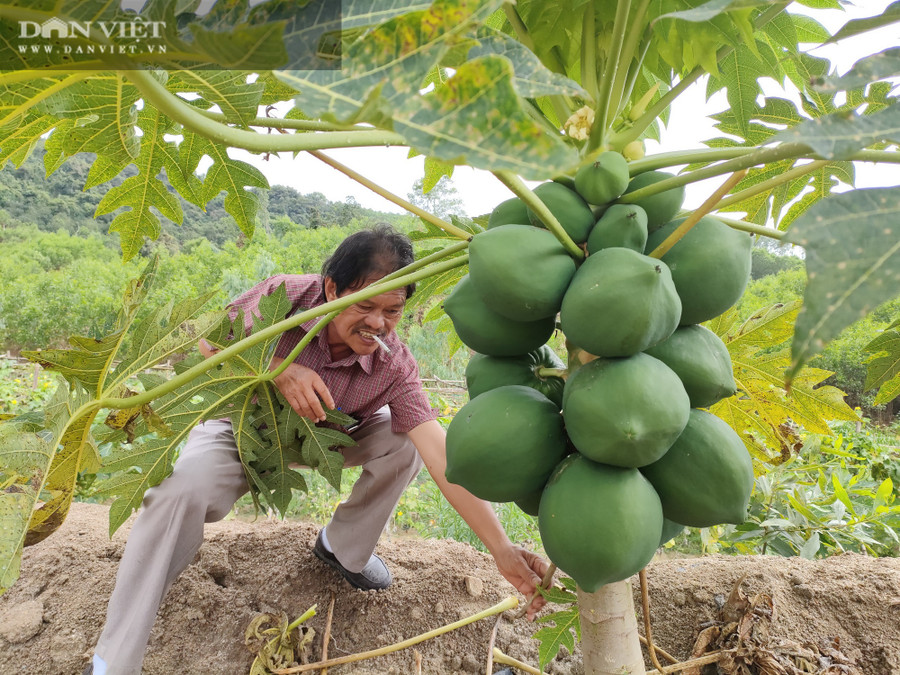 Ông Châu Văn Quang, Giám đốc Hợp tác xã chế tác đá hoa cương Bảo Thắng Phù Mỹ (huyện Phù Mỹ, tỉnh Bình Định) bên cây đu đủ lùn... nặng trĩu quả.