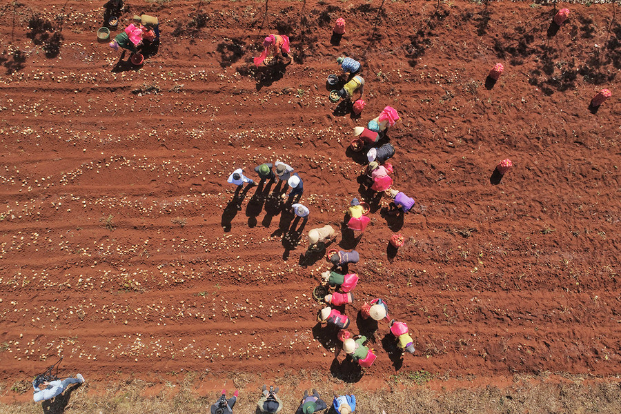 Người dân huyện Chư Sê thu hoạch khoai tây. Ảnh: Lê Nam