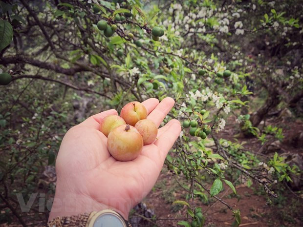 Mận, một trong những đặc sản ở Mộc Châu, tỉnh Sơn La. (Ảnh: Mai Mai/Vietnam+)