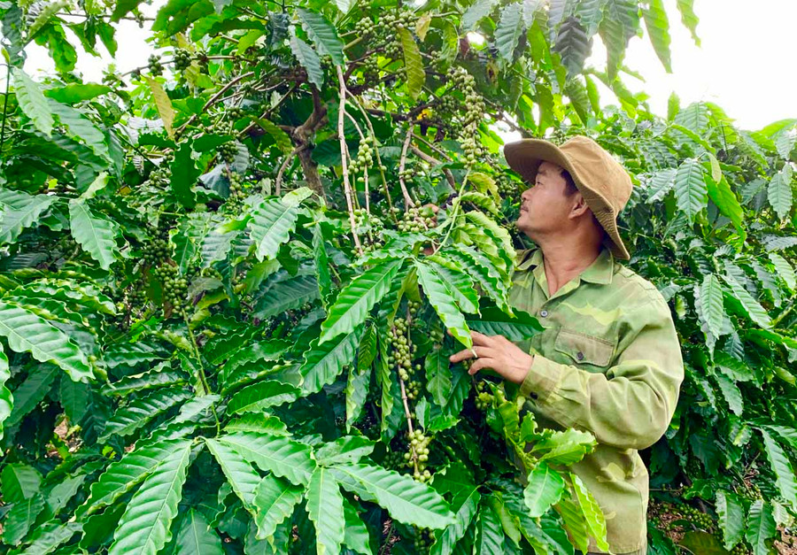 Cà phê Robusta được trồng tại Gia Lai có hàm lượng cafein cao vượt trội so với những nơi khác. Ảnh: Hà Duy