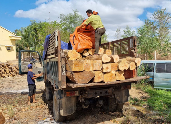 Ban Quản lý rừng phòng hộ Nam Sông Ba thuê phương tiện thu gom, vận chuyển về Hạt kiểm lâm huyện để tạm giữ. Ảnh: Hà Phương
