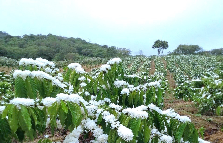 Hàng chục năm nay, hoa cà phê đã trở thành biểu tượng của vùng đất đỏ bazan rộng lớn. Ảnh: Bảo Lâm