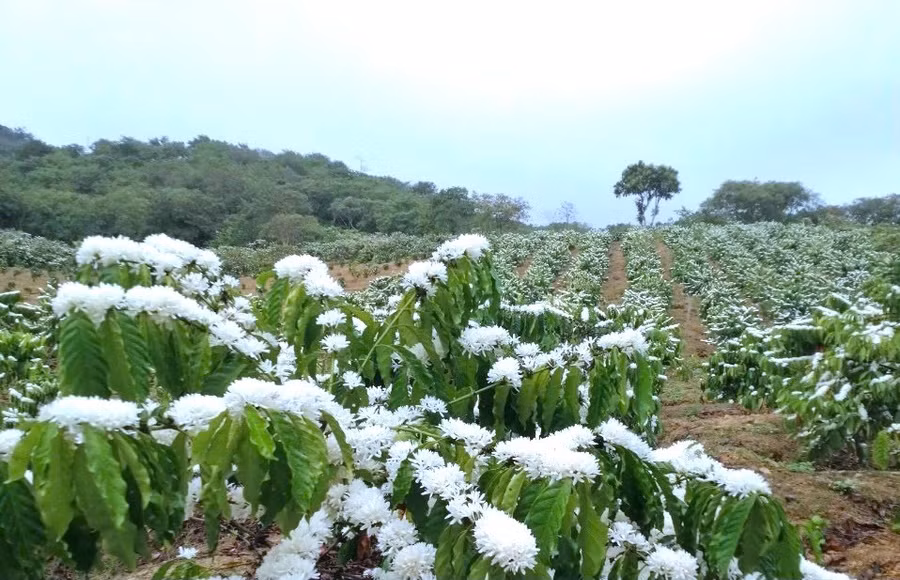 Hàng chục năm nay, hoa cà phê đã trở thành biểu tượng của vùng đất đỏ bazan rộng lớn. Ảnh: Bảo Lâm Hàng chục năm nay, hoa cà phê đã trở thành biểu tượng của vùng đất đỏ bazan rộng lớn. Ảnh: Bảo Lâm
