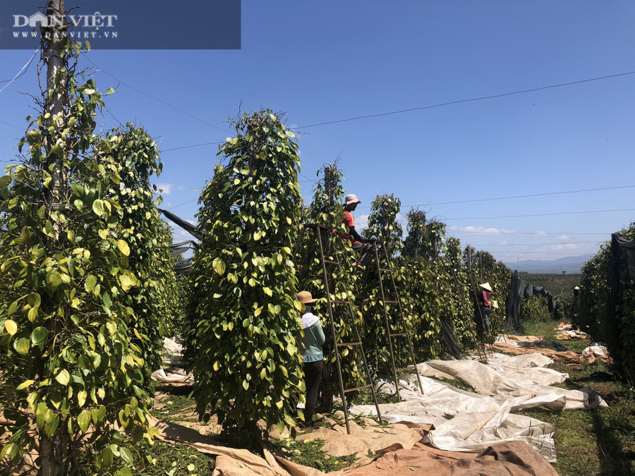 Giá tiêu hôm đã tăng lên 10.000-15.000 đồng/kg so với thời điểm cuối năm tháng 2/2021 và tăng gấp đôi so với cùng kỳ năm ngoái.