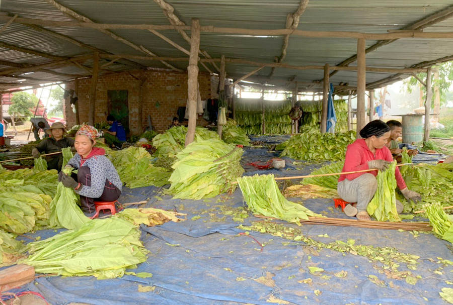 Người dân xiên thuốc lá trước khi đưa vào lò sấy. Ảnh: Vũ Chi