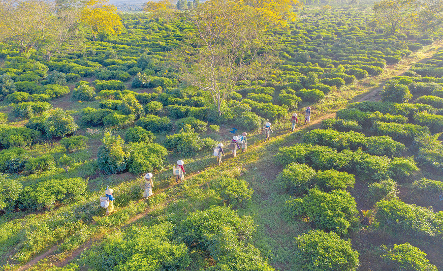 Hương chè Bàu Cạn ảnh 1 Đồng chè của Công ty cổ phần Chè Bàu Cạn. Ảnh: Hoàng Quốc Vĩnh